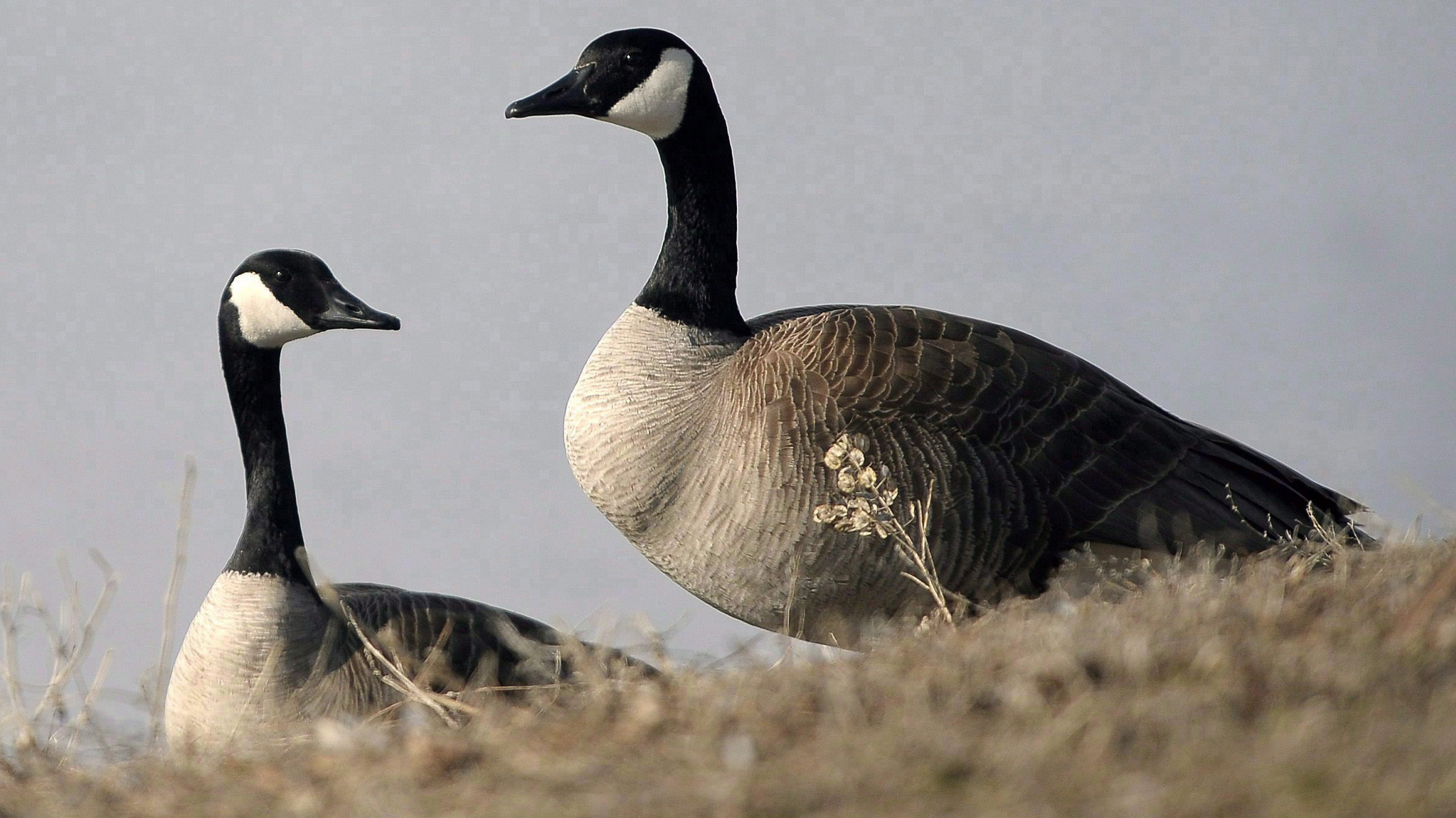 Canada goose discount laval