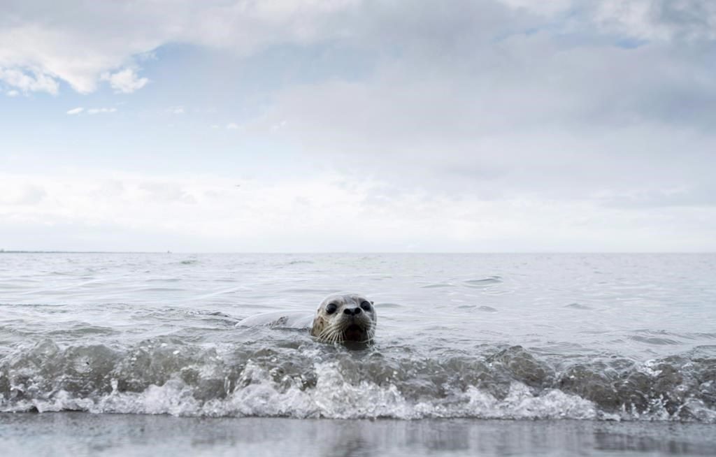 Avian Flu: An investigation reveals the deaths of infected seals in Quebec