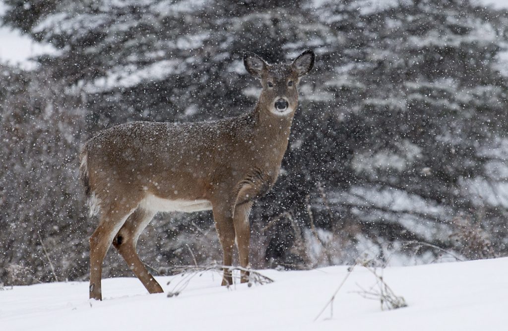 deer with snowy backdrop