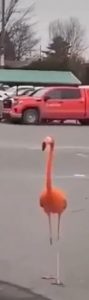 Screenshot 2021-11-18 143304 Flamingo
