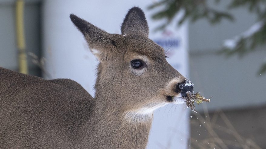 Longueuil Confirms Deer Cull Operation In Fall 2024 After Judge Gives   Deer March29 878x494 