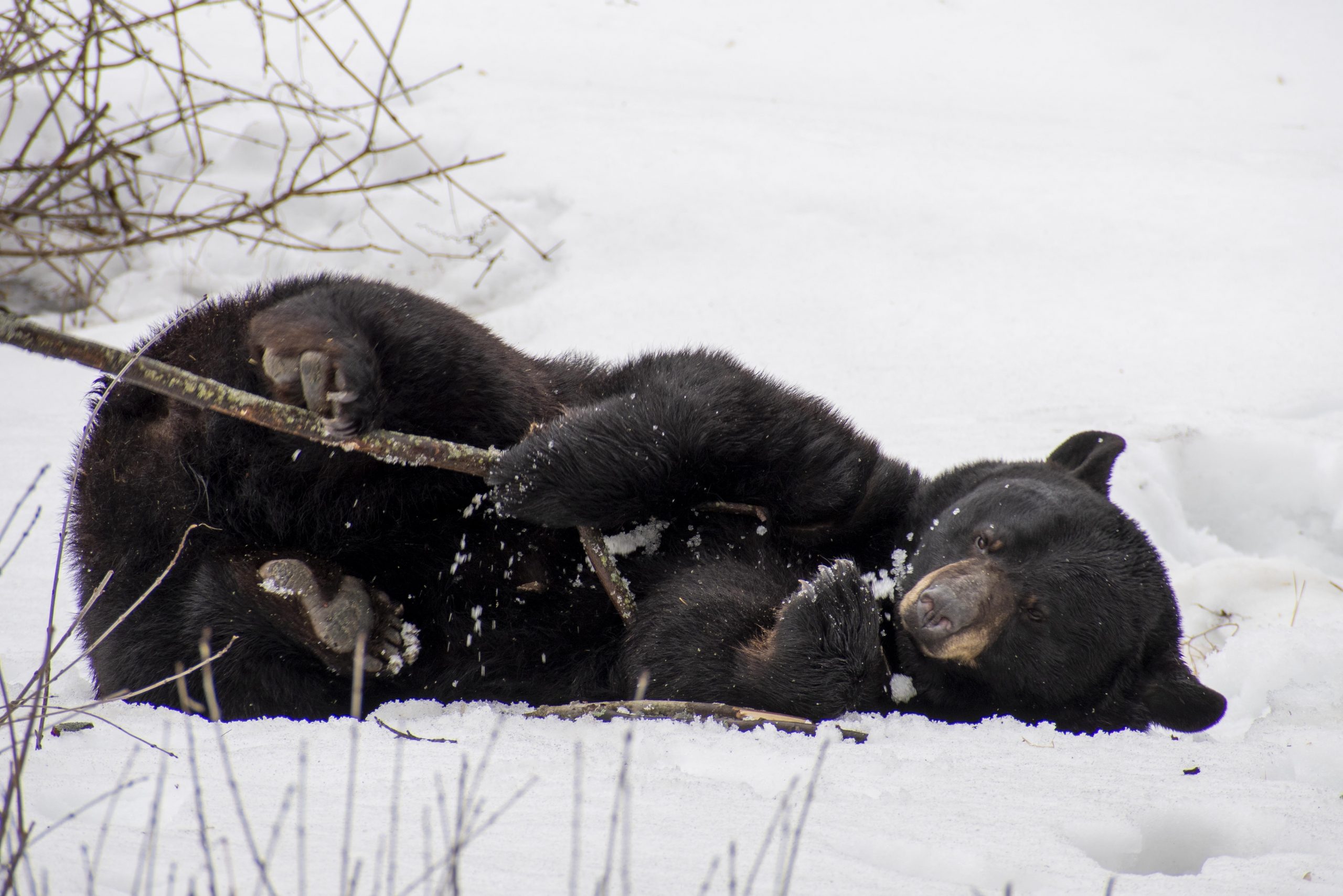 Bears In Spring Black bears come out of hibernation, spring almost here
