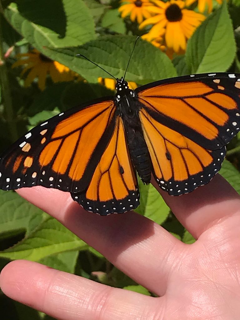 A migrating monarch butterfly saved by Dorval resident Jennifer Bellware.