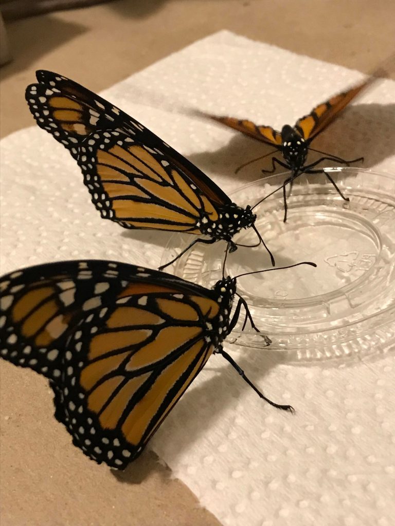 Monarch butterflies sipping on some homemade nectar.