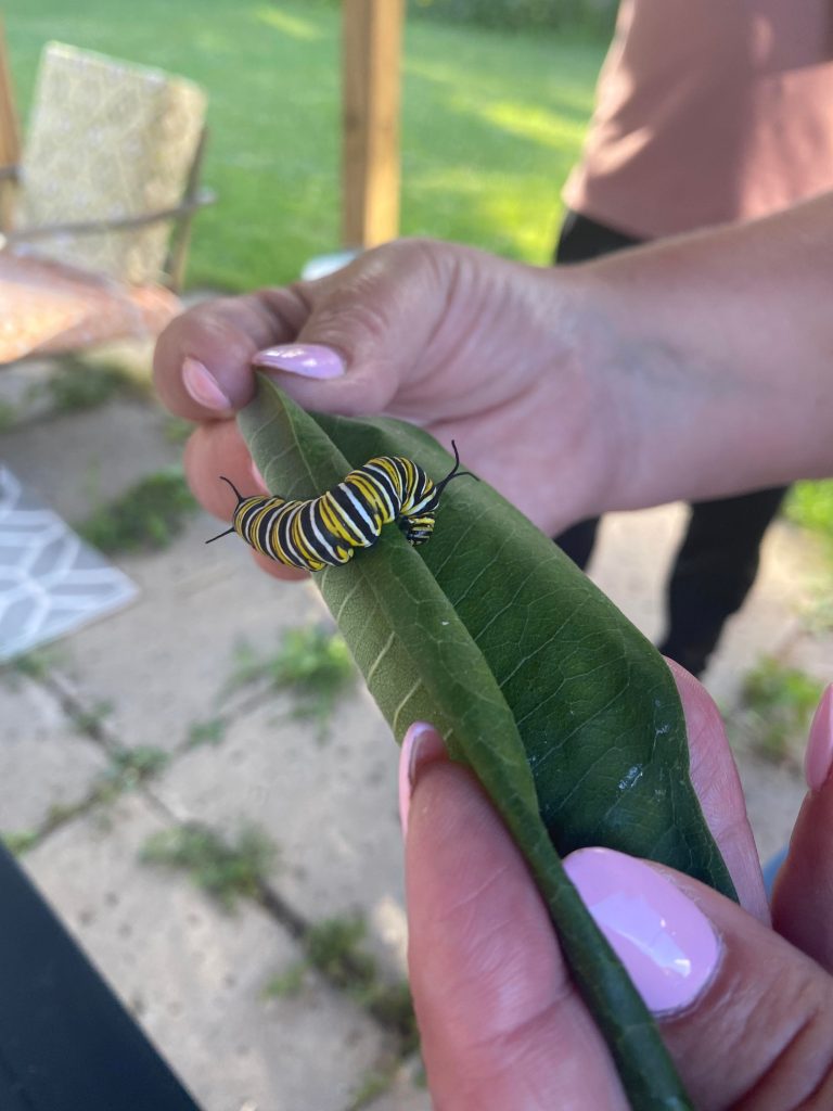 A caterpillar that will turn into a monarch butterfly in Jennifer Bellware's monarch nursery at her Dorval home.