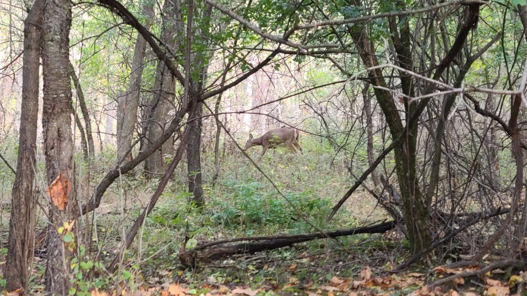 Culling overpopulated deer in Montreal’s East End parks best option, committee says