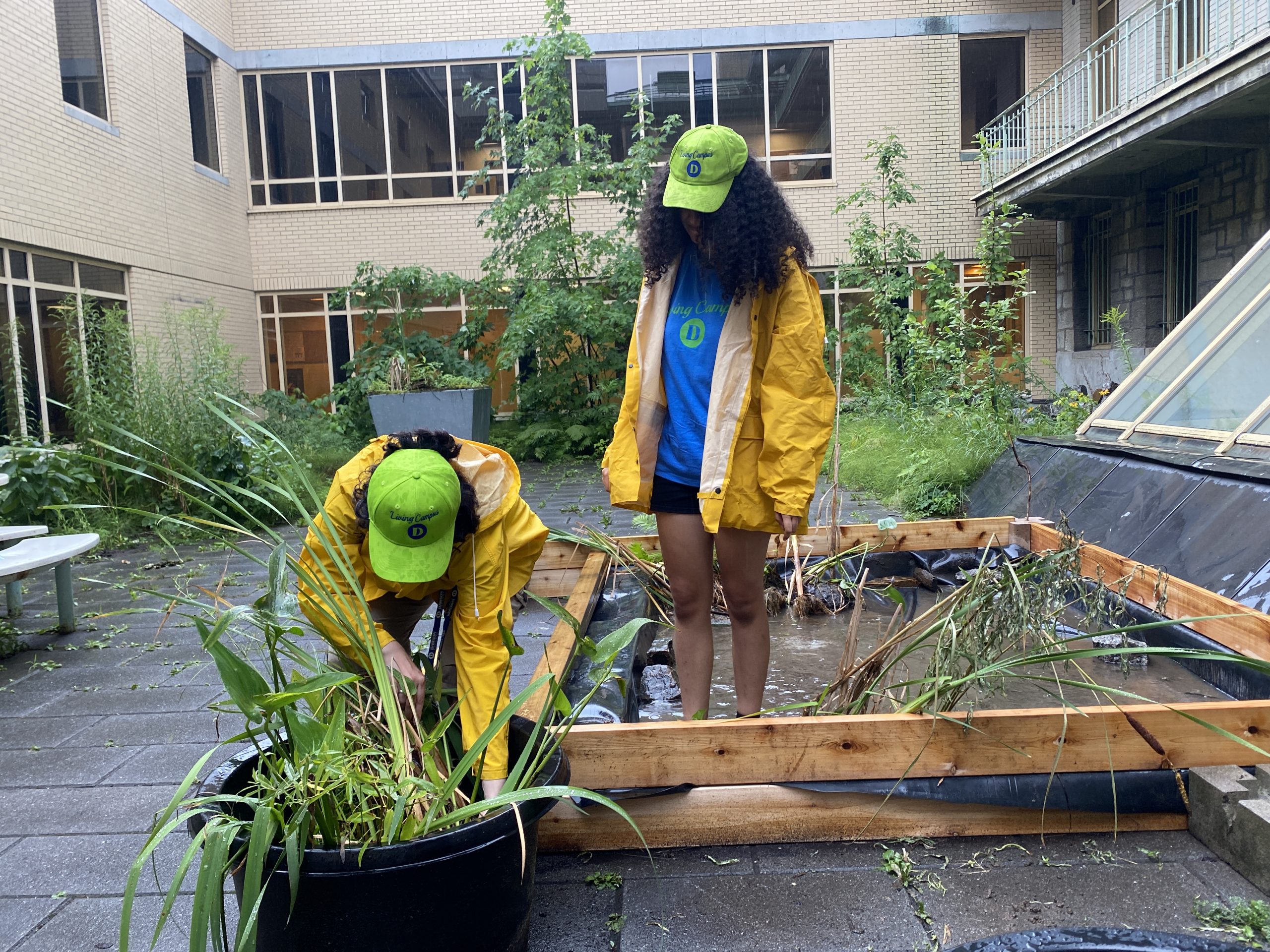 Interns Kal Rochon and Narcisse Hassan working on the holding pond for aquatic plants.