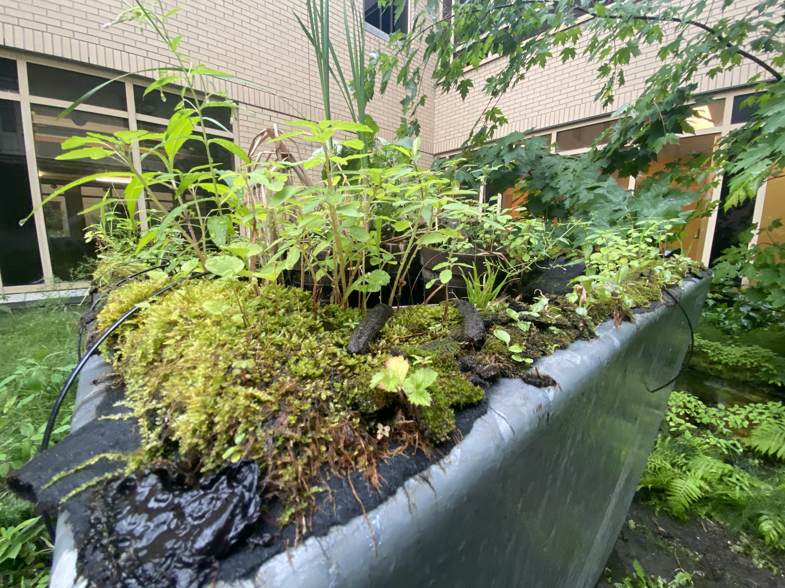 Moss laid around a pot of vegetation for bees to drink from. 