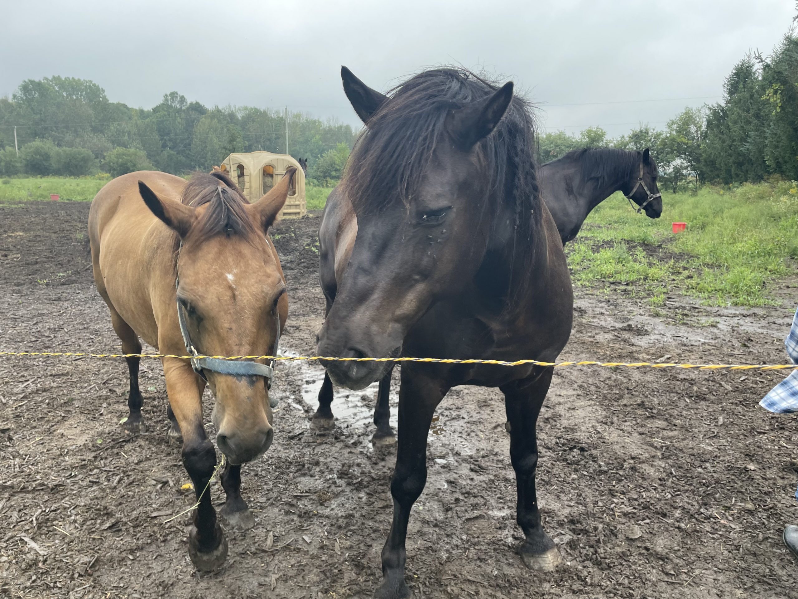 Horseback riding helping combat anxiety and depression