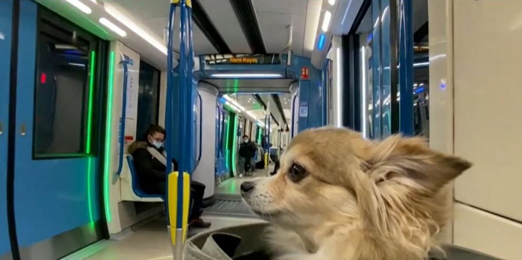 are dogs allowed on public transport in london