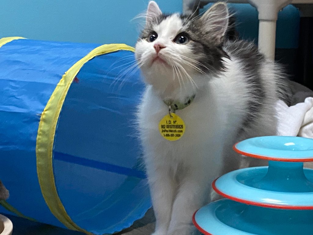 A kitten is waiting to be adopted at the Montreal SPCA.