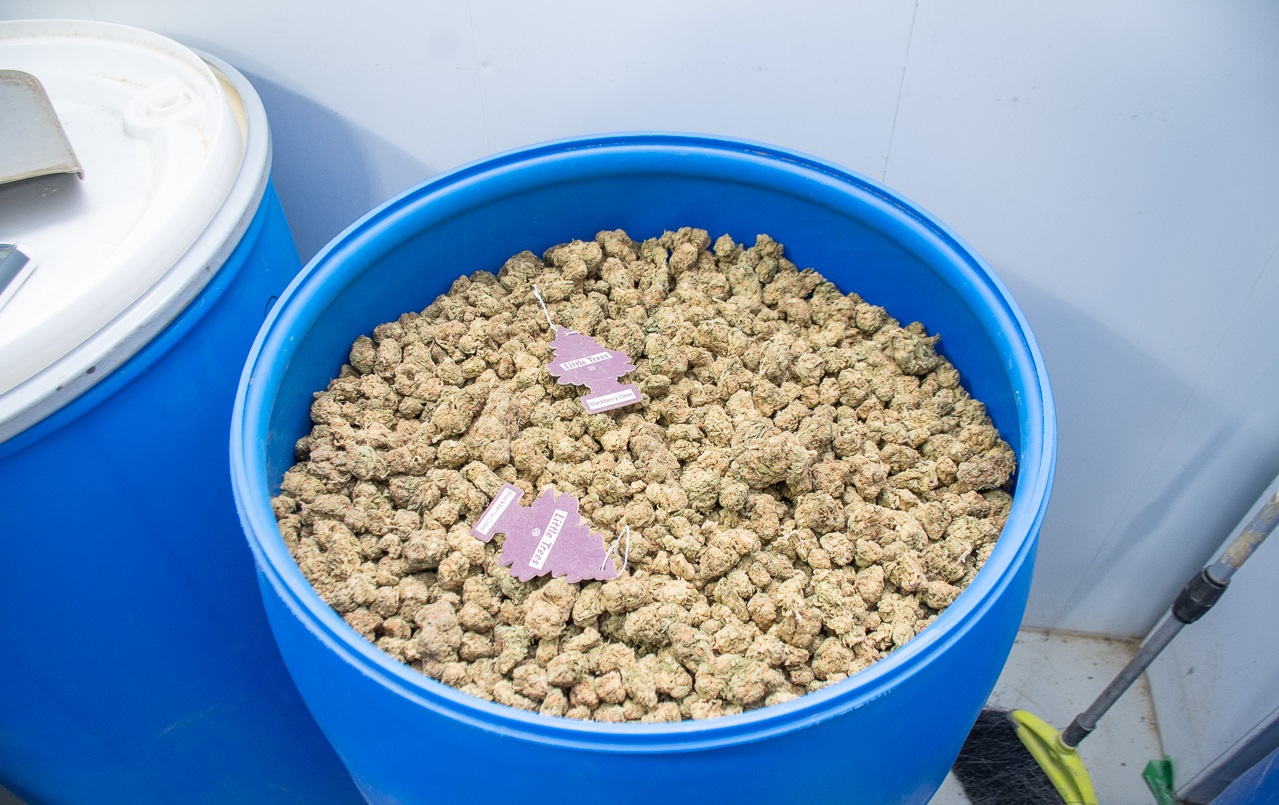 Laval cannabis grow-op.