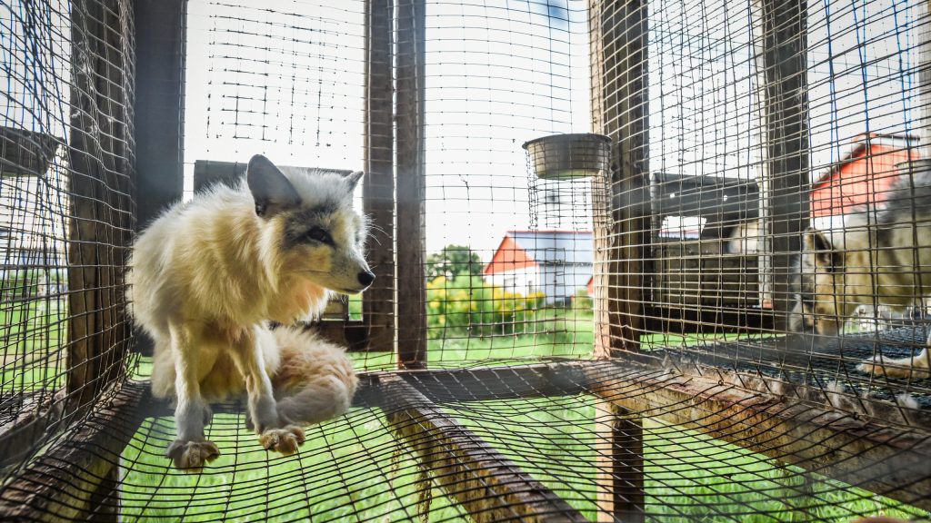 Shut down Quebec's fur farms, demand animal activists - CityNews Montreal