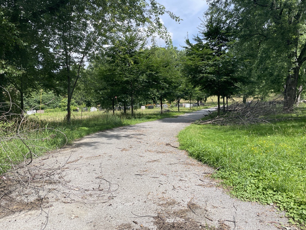 Fallen trees and over grown grass in Montreal’s Notre-Dame-des-Neiges cemetery. (Felisha Adam, CityNews Image)