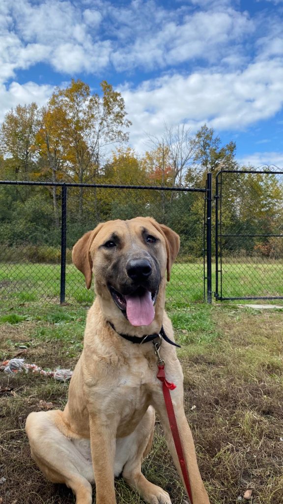 Rescued dog from meat trade now at Humane Society International/Canada. (Credit: Lisa Tessier Turcotte)