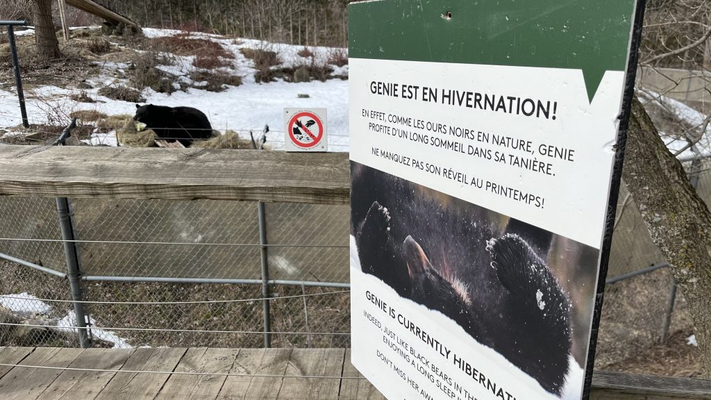 A hibernation sign for 'Genie' the black bear is is seen