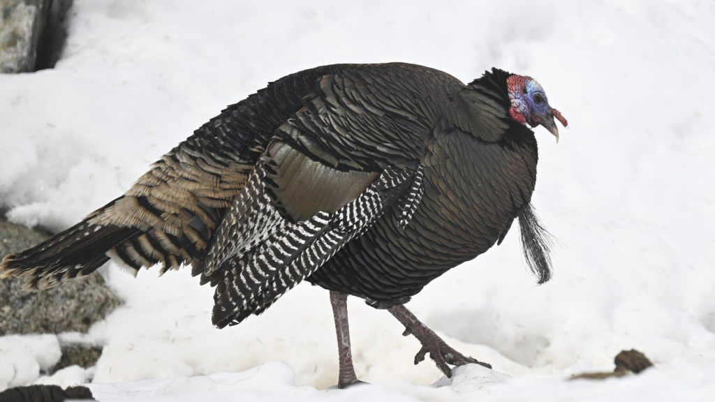 Wild turkey breaks into Quebec long-term care home, no injuries reported