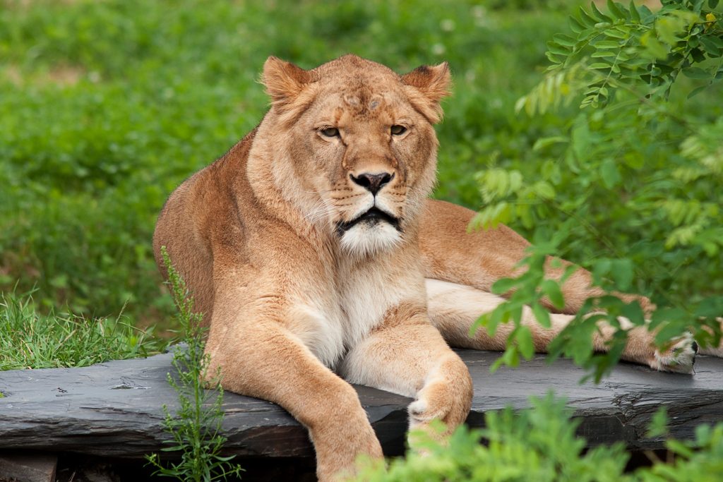 Granby Zoo lion