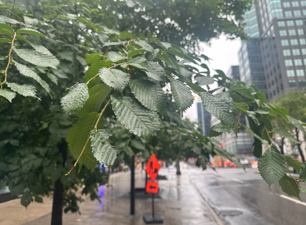 Montreal rain