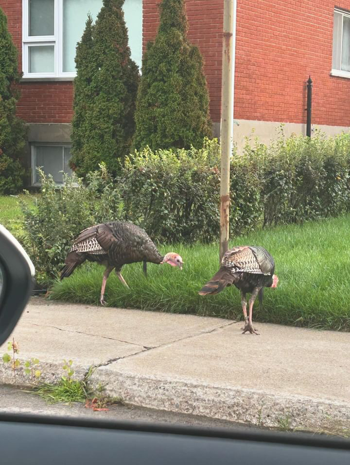 Wild turkey on sidewalk in Montreal's Saint Laurent borough.