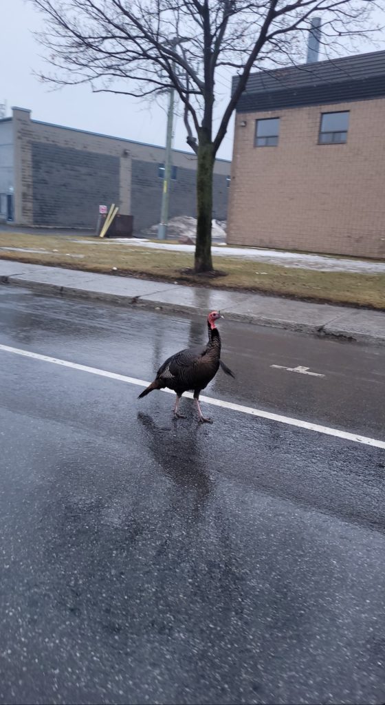 Wild turkey in street