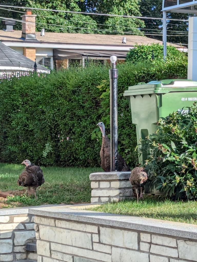 Wild turkey spotted in Montreal's Saint Leonard in front yard of a home.