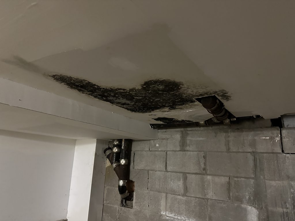 Mould in basement (Swidda Rassy/CityNews)