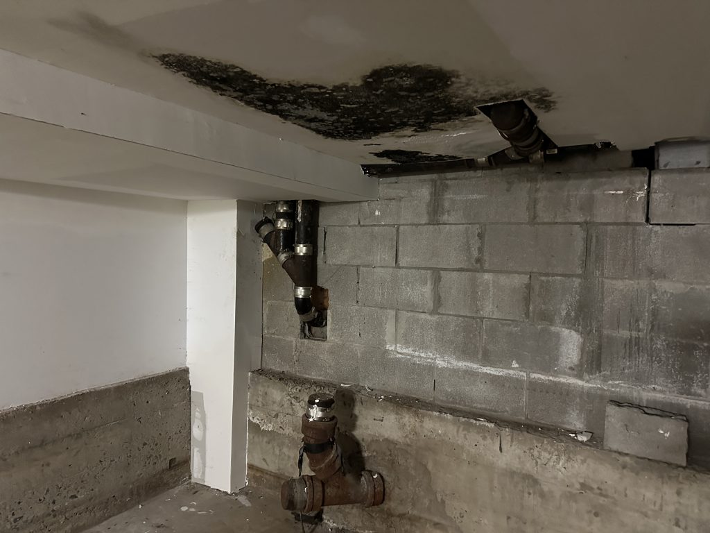 Mould in basement (Swidda Rassy/CityNews)