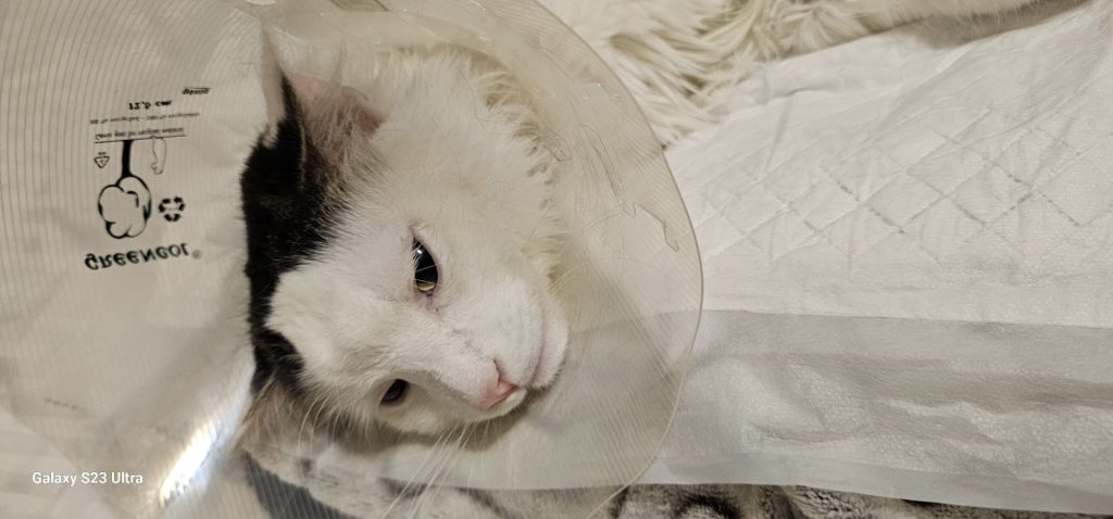 cat survives fall has cone around his head