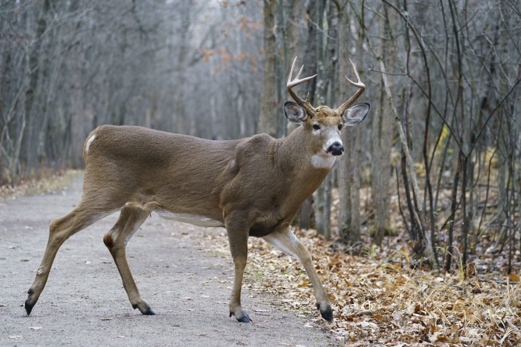 Longueuil gets permit to go ahead with deer cull in local park that has been overrun