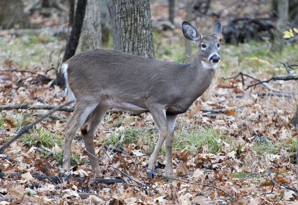 Longueuil begins controversial deer cull to reduce population in local park