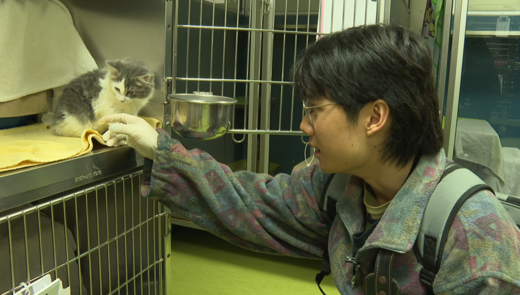 Yuecheng Huang looking for his future cats at no-fee adoption day at the SPCA Montreal.