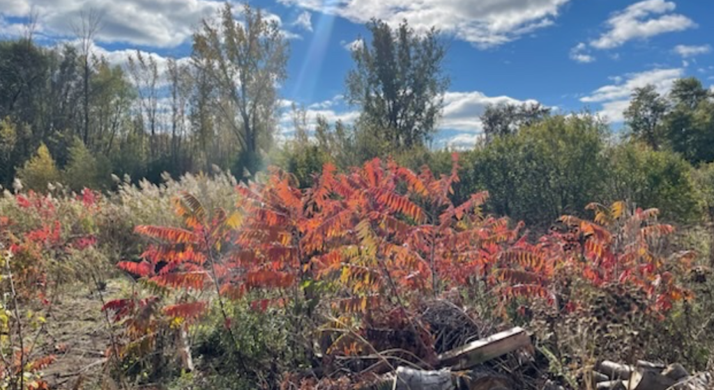 Technoparc: Montreal buys $30M site to protect its natural environment