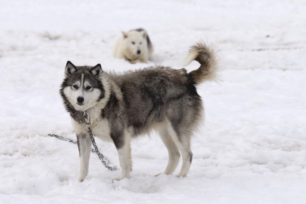 dog chained up outside in the snow