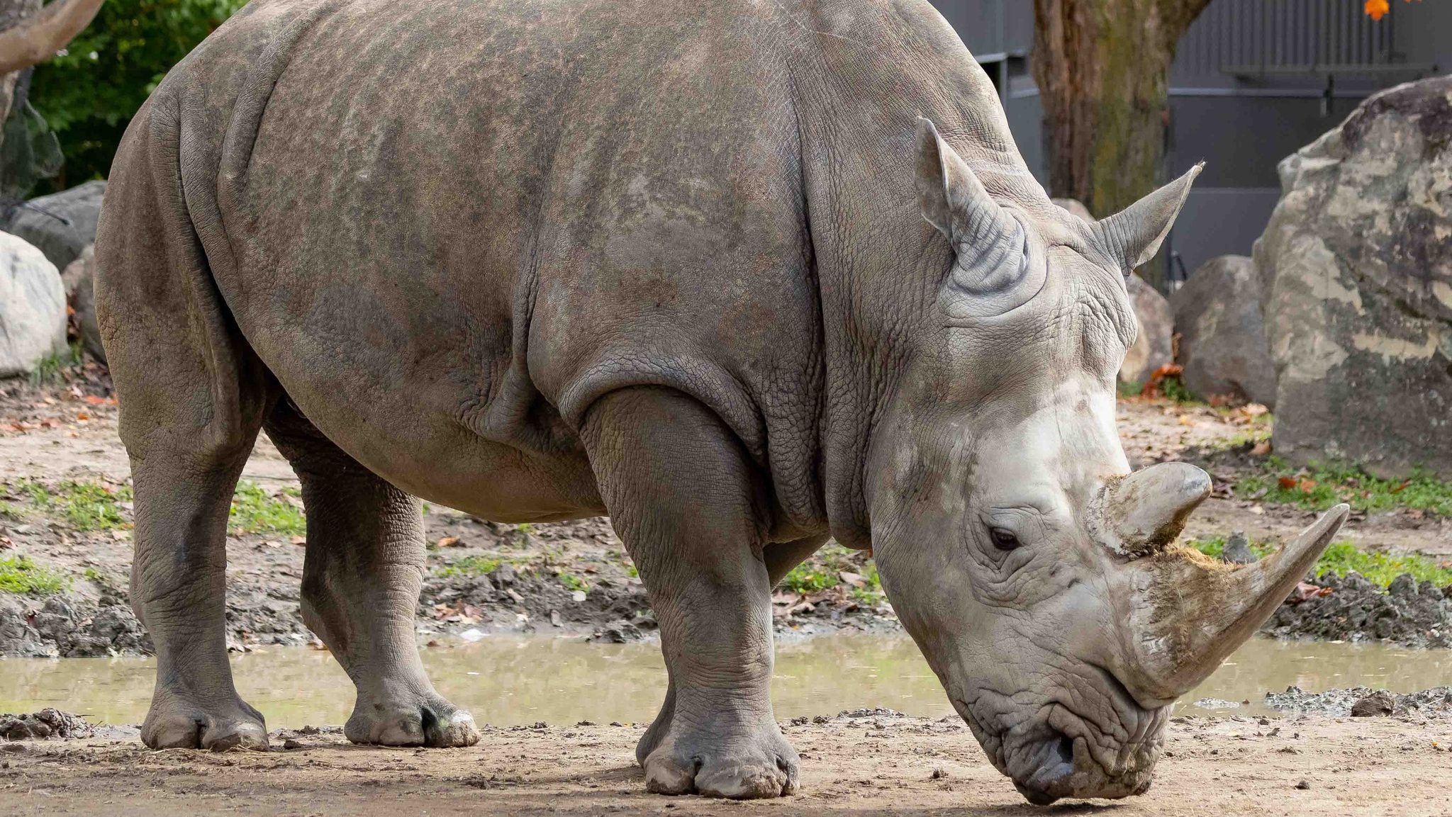Granby Zoo: Oldest white rhino in Canada has died