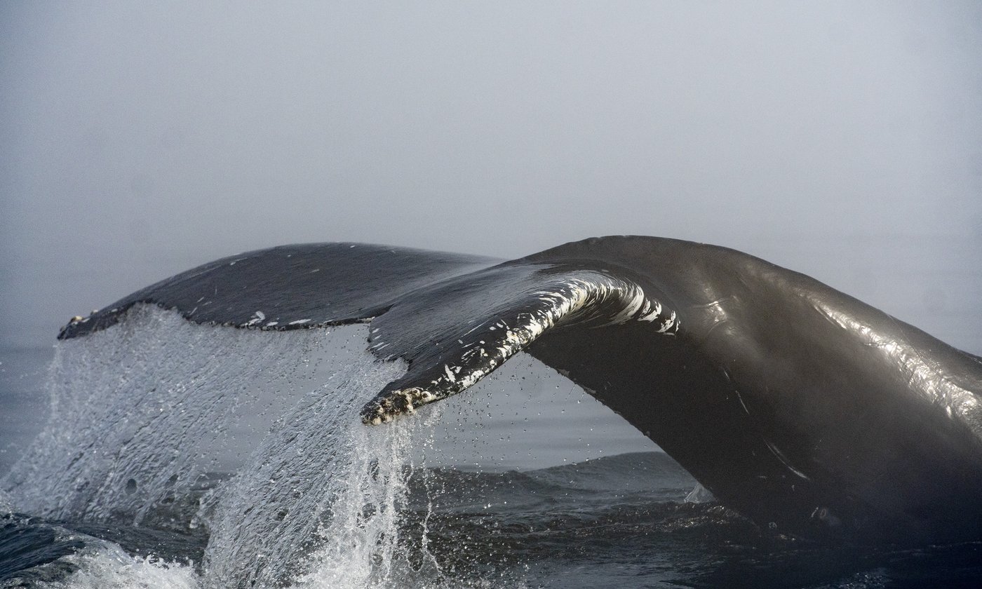 Quebec Undersea Monitoring Network Could Bolster Environmental Rules