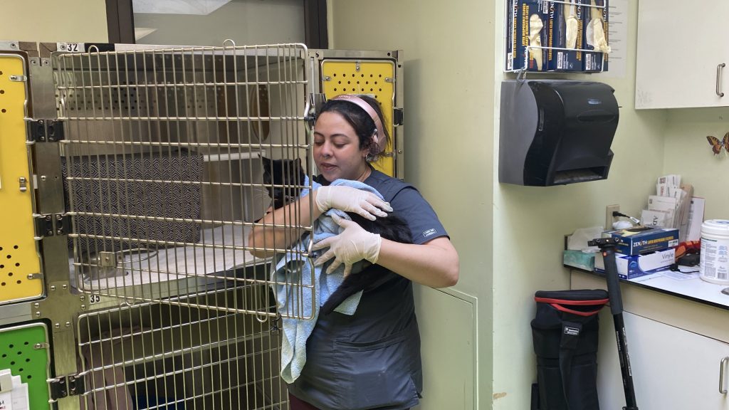SPCA, Animal shelter