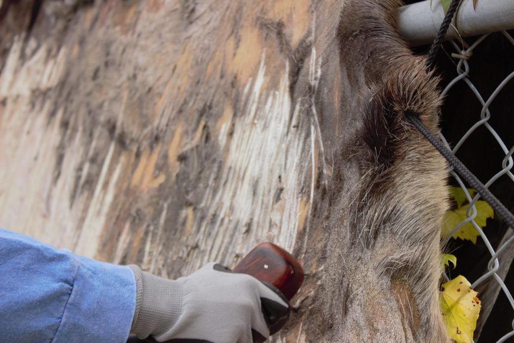 Traditional hide tanning is an ancestral art passed down from generation to generation.