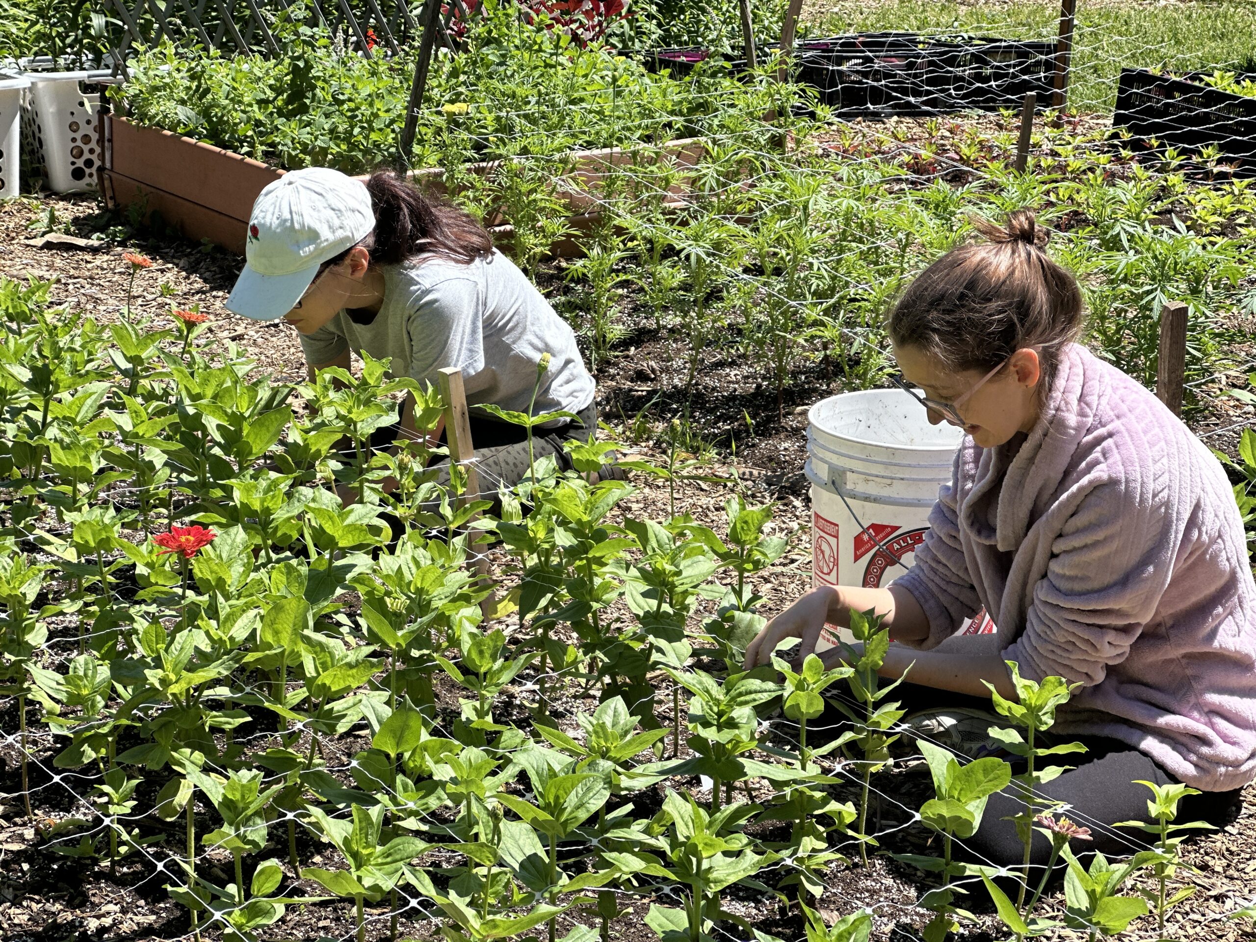 Montreal flower farm creates jobs for adults with intellectual disabilities
