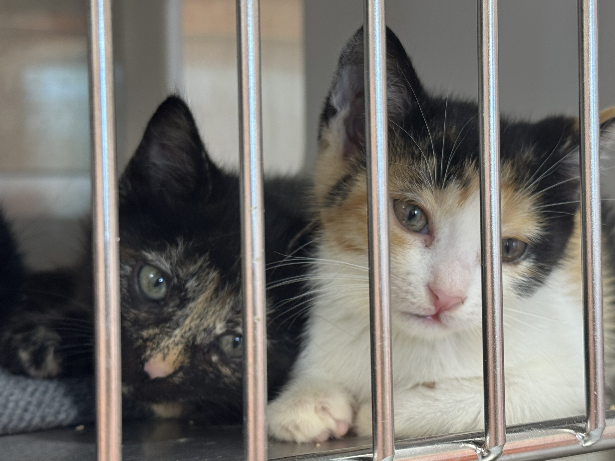 Montreal animal shelter tries keeping up with pet abandonments after Moving Day