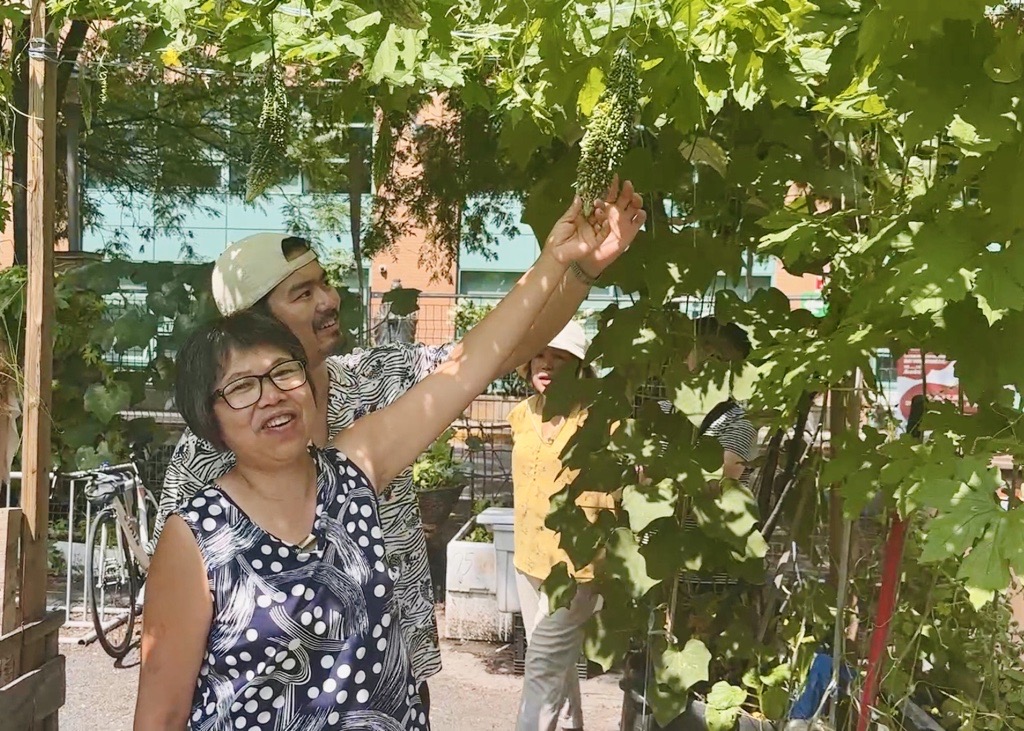Biyu Chen shows off her bitter melon at the Kahéhtaien Lumb Garden on August 8, 2026. (Erin Seize CityNews)